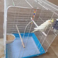 یک عددپرنده عروس هلندی باقفس