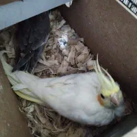 جفت کوتوله و عروس با لوازم