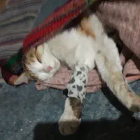 واگذاری گربه|گربه|سنندج, |دیوار