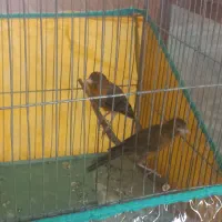 سهره سرسیاه جهرمی چهار گل