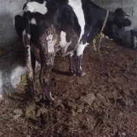 گاو گوشتی کیلوی ۲۷۵۰۰۰|حیوانات مزرعه|قره ضیاالدین, |دیوار