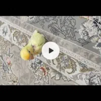 طوطی برزیلی پاربلو سرلاکی|پرنده|صدرا-فارس, فاز ۱|دیوار