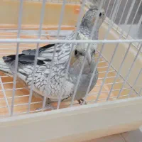 جوجه عروس هلندی نرمه خور