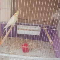 یک جفت عروس هلندی