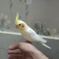 عروس هلندی جوجه|پرنده|تهران, بیسیم|دیوار