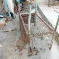 درب لونه پرنده ی با قفس|پرنده|میناب, |دیوار