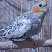 عروس هلندی مرواریدی با قفس