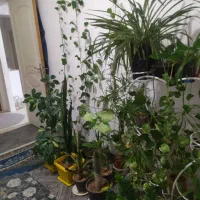 گل‌های فروشی26عدد