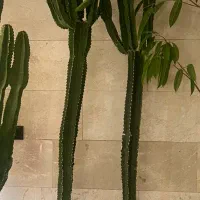 گلدان به تعداد ۳