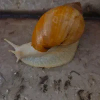حلزون آچاتینا مولد