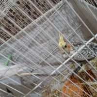 دوعدد جوجه عروس هلندی|پرنده|مشهد, نیروی هوایی|دیوار