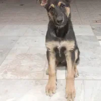 ژرمن شپرد|سگ|اصفهان, زهران|دیوار