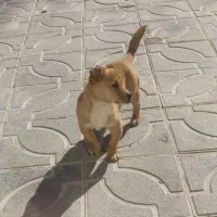 حیوان خانگی سگ پاکوتاه