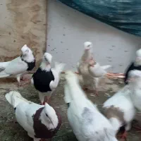 طوقی|پرنده|دره شهر, |دیوار