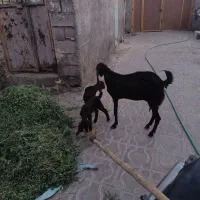 کیسه زه اول دو کره نر