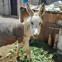 الاغ کوچولو ۶ ماه هس ماده هم هس