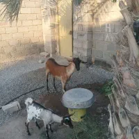 بز دورگ سومال به همراه گیسه،قیمت مقطوع|حیوانات مزرعه|میناب, |دیوار