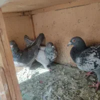 کفتر پلاکی|پرنده|تهران, یافتآباد|دیوار