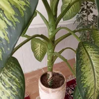 گل دیفن باخیا|گل و گیاه طبیعی|گلبهار, شهر جدید گلبهار|دیوار