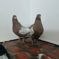 جفتگاه|پرنده|تربت جام, شاهد|دیوار