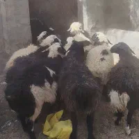 بره نر