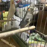 خانواده عروس هلندی|پرنده|کامیاران, |دیوار