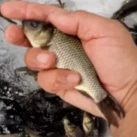 انواع ماهی پرورشی بچه کپور و آمور|ماهی|کرمانشاه, |دیوار