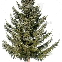 درخت سرو کاج
