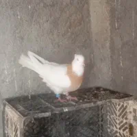 کبوتر طوقی ماده|پرنده|گمیشان, |دیوار