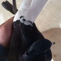 ماده زاغ دم سفید نر پلنگ ماده کله‌ی