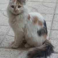 واگذاری رایگان گربه