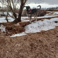 سگ سرابی ۱۳ماه