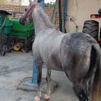 فروش اسب