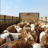 گوساله های درجه یک|حیوانات مزرعه|نیشابور, دارایی|دیوار