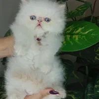 گربه پرشین اگزوتیک گلدن پوینت نر