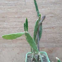 کاکتوس