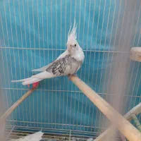 عروس هلندی دوکت البینو ماده بالغ وجوجه دوکت خطی