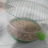دوتا جوجه سهره خاکی یک ماه