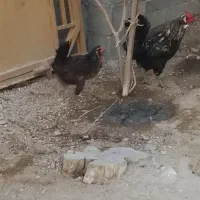 مرغ و خروس