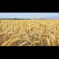 14هتکار-زمین-کشاورزی-جهت-اجاره-در-هویزه