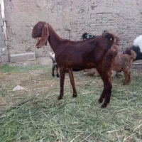 بز پاکستانی کولار چپش کهره