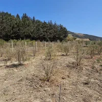 زمین باقرآباد رامیان|فروش زمین و ملک کلنگی|رامیان, |دیوار