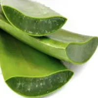 گل آلوئه ورا