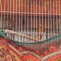 قناری نر بخون شلاقی روزگاری معاوضه عروس هلندی