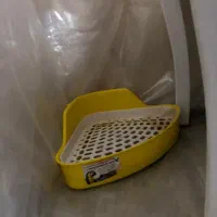 خرگوش نر اهلی به همراه قفس ووسایل|موش و خرگوش|تبریز, |دیوار