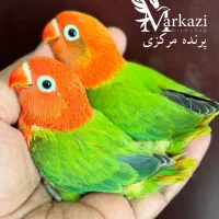 خرید و فروش انواع طوطی کوتوله برزیلی