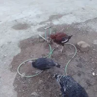 خروس دورگه|حیوانات مزرعه|کبودرآهنگ, |دیوار