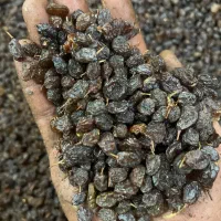 کشمش علیرضا|عمده‌فروشی|تاکستان, |دیوار