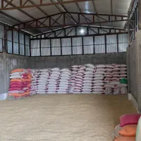 بذر گندم دیم مانا