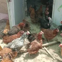 مرغ تخم گذار ۱۱ ماهه